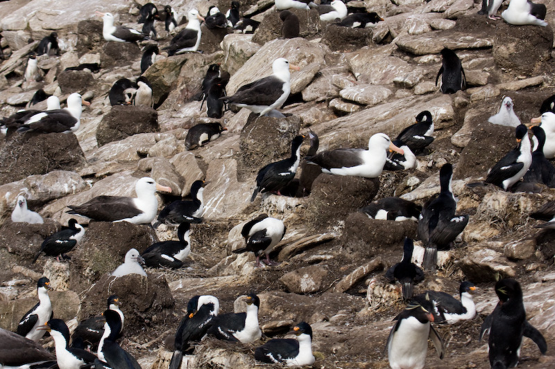 Nesting Black-Browed Albatross, Imperial Cormorants And Rockhopper Penguins